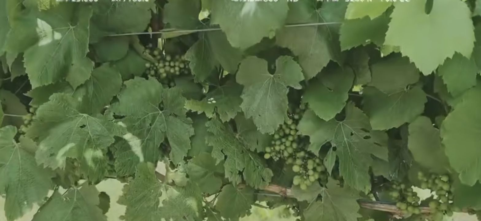 云仓酒庄远赴澳洲深度考察,从葡萄种植到市场定位全面深耕(图2)